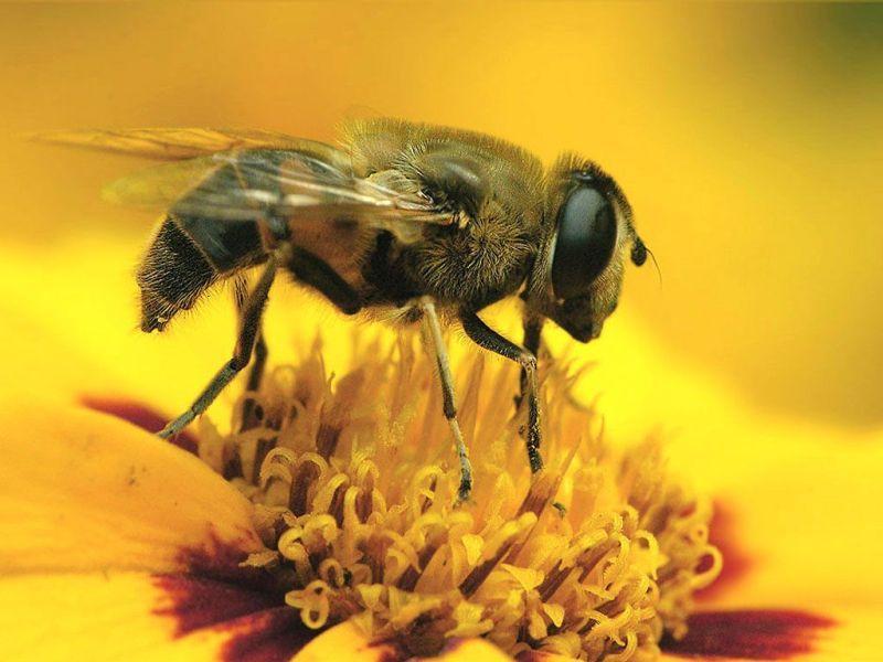 Bal arıları, çiçeklerde bulunan veya böcekler tarafından bitkiler