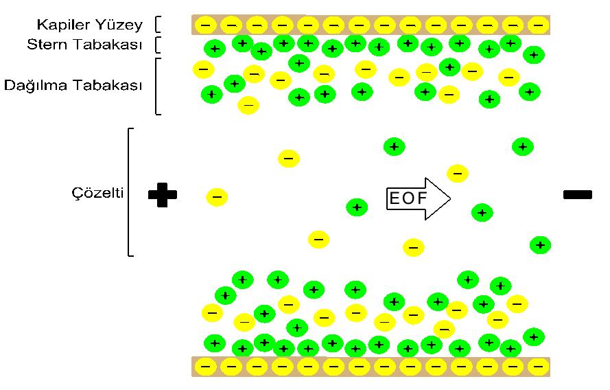 Şekil 2.12. Elektro ozmotik akış oluşumu. Kapiler kolonun üzerine ilk olarak katyonca zengin gruplar gelir. Bunun sonucunda elektriksel çifte tabaka oluşur.