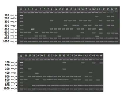 Molaei ve Nemli Şekil 4. A07 Primeri kullanarak elde edilen PCR ürünlerinin agaroz jeldeki görüntüsü.