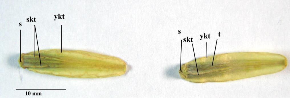 Tohumlar merikarpın 1/2-2/3 kadar uzunluğundadır (Şekil 5, 6). Şekil 5. H.anatolica. Meyve ve meyve durumu fotoğrafı Şekil 6. H.anatolica. Meyve fotoğrafı s. Stilopodyum, skt. Sırt kanat, t.