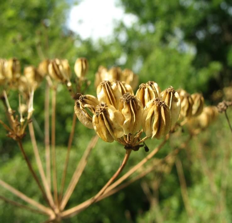 Stilopodyum yaklaşık 2-3 mm genişliğinde, meyvenin tepesinde oval şekli ile belirgindir.