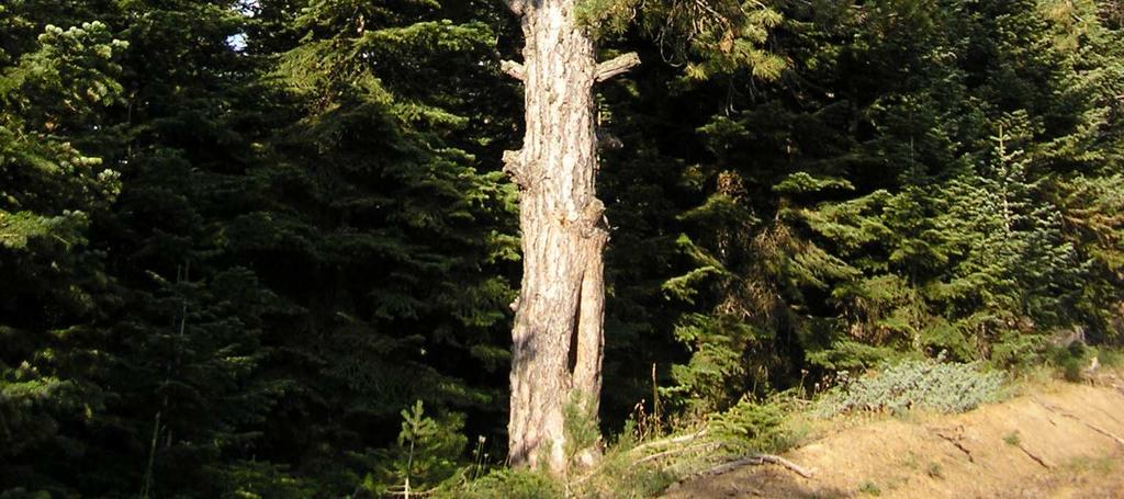 Bireylerin seyrek yetişmelerine bağlı olarak tepe genişlemelerinin fazla, tepe çatısını oluşturan dalların oldukça kalın ve kaba görünümlü,