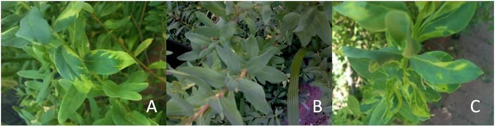 Şekil 2. CMV ile enfekteli Sütotu bitkisinde meydana gelen yapraklarda meşe yaprağı benzeri kloroz (A), sağlıklı (B), yaprak deformasyonu (C-D), kıvrılma ve sistemik mozaik (E) Şekil 3.