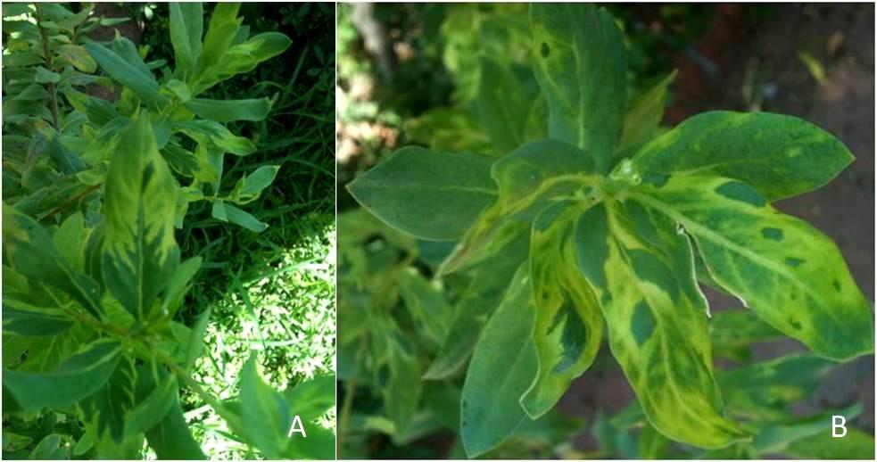 Aynı araştırıcılar Sicilya da bir fidanlıkta saksıda yetiştirilen Sütotu bitkilerinde yapraklarda mozaik, malformasyon ve çiçeklenmede azalma belirtilerinin yalnızca CMV ile bağlantılı olduğunu