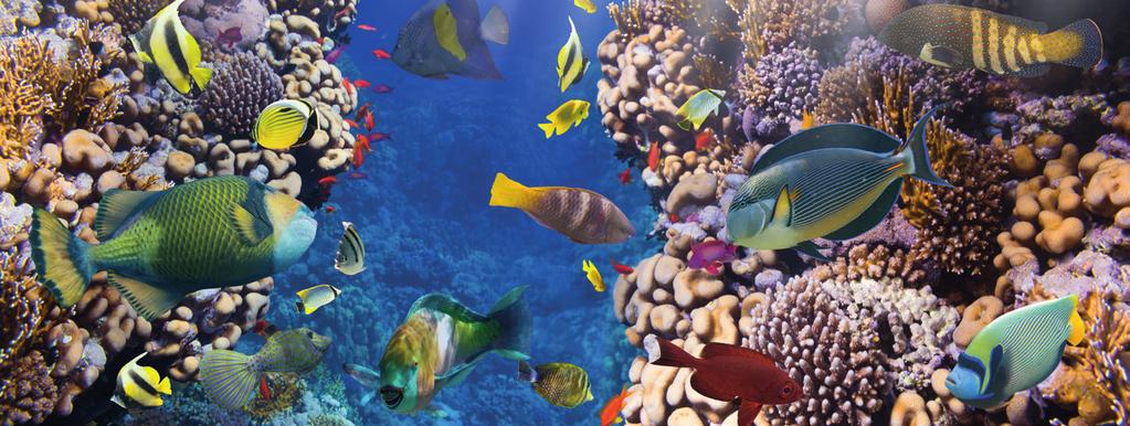 Biyoçeşitlilik Mercan Resifleri Ölüyor Mercanlar bitki gibi görünmelerine rağmen denizlerde yaşayan omurgasız bir hayvan türüdür.