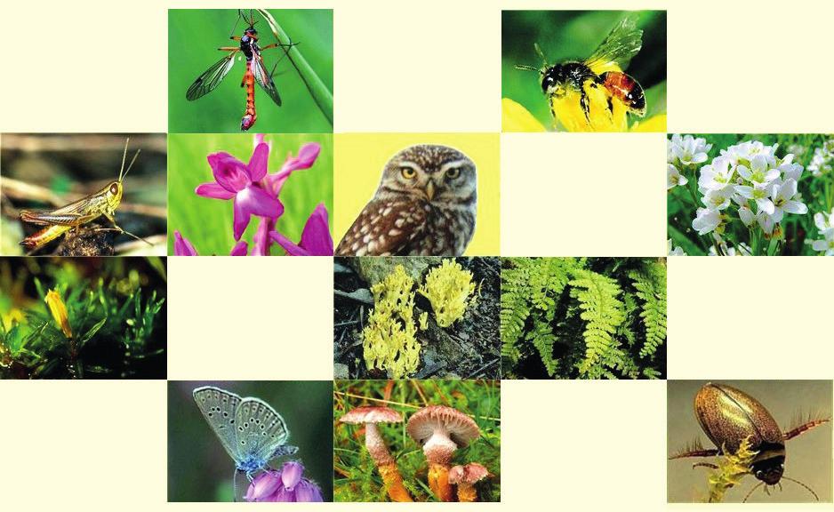 Biyoçeşitlilik Resim 5.12 Farklı canlı türleri biyoçeşitliliği artırır.
