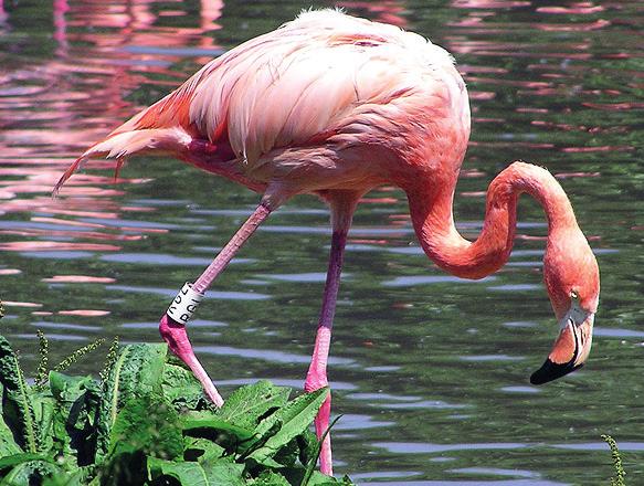 16 Dikkuyruk Resim 5.17 Flamingo Bilim adamlarının yaptığı çalışmalarda ülkemizde bulunan hayvan türlerinin diğer ülkelere göre fazla olduğu öngörülmektedir.