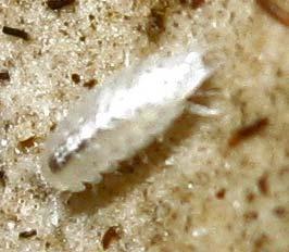 9 Tespih böcekleri (Altfilum: Crustacea, Ordo: Isopoda) 58 Örnek Tespih böcekleri Dupnisa Mağara sı omurgasız faunasının en sık rastlanan türüdür (Şekil 3.2.2).