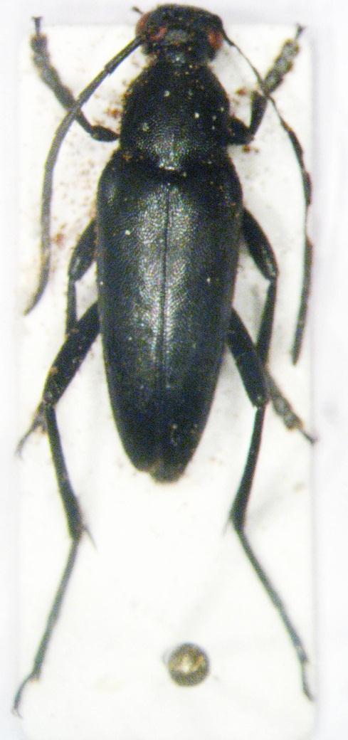 94 İncelenen materyal: Niğde: Alihoca, 07.VIII.2011, atrapla, 1 örnek. Fenoloji: Ağustos. Biyoloji: Bilinmiyor. Resim 3.28. Carlandrea syriaca (Pic, 1891) Genel morfoloji: Boy 12-18 mm.