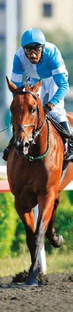 6 Reşat Yurday Köstem Konum Bildiriyorum İngiliz atı olarak adlandırdığımız thoroughbred yarış ve yetiştiriciliğimizde küreselleşme, uluslararası rekabete açılma gibi bizler için fantastik konuları