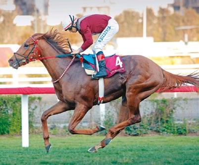 Doyoun), usta jokeyi Halis Karataş idaresinde kazandı. 1900 Metre mesafede ve 3.9 (Çok yumuşak) ölçümlü çim pistte gerçekleştirilen 115.