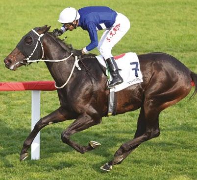 Mehtap Yargı nın yetiştirdiği, Pershing (3y de Scarface - Orse Gül, Sri Pekan), kariyerinin ilk startında sonra ikinci kez bir araya geldiği şampiyon jokeyi Halis Karataş ile kazandı.