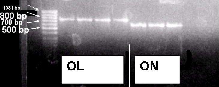 4. ARAŞTIRMA BULGULARI ve TARTIŞMA 4.1 Orius Türlerinin Teşhisi PCR ürünleri, % 1.5 lik agaroz jelde TAE buffer yardımıyla 60 V da 1.