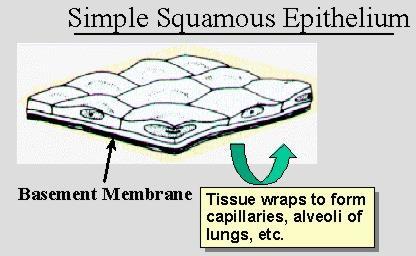 1-Tek katlı yassı örtü epiteli:bu tür epitel dokusunda epitel hücreleri tek sıra halinde yan yana dizilerek birer yüzleri