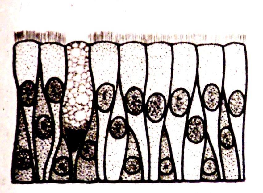 -Yalancı çok katlı prizmatik epitel, orta kısımları şişkin,bazal yarımları bazal membrana yaklaştıkça daralan salgı salan hücreler taşır.