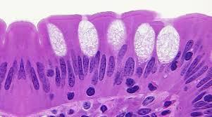 -Barsakları örten tek katlı prizmatik epitelde de bol miktarda kadeh hücreleri bulunur. Bu hücreler sayesinde barsak yüzeyi kayganlaşır ve enzimlerin eritici etkisinden korunur.