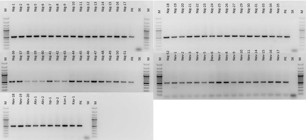 Evlice & Bayram, Türk. entomol. bült., 2016, 6 (4) Figure 1.