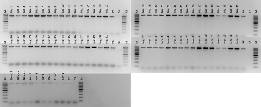 940 bp PCR product obtained from 73 root-knot nematode samples using Fc and Rc primers (M: 100 bp DNA Ladder (ThermoFisher, SM0241), PK: Positive control, SK: water control.