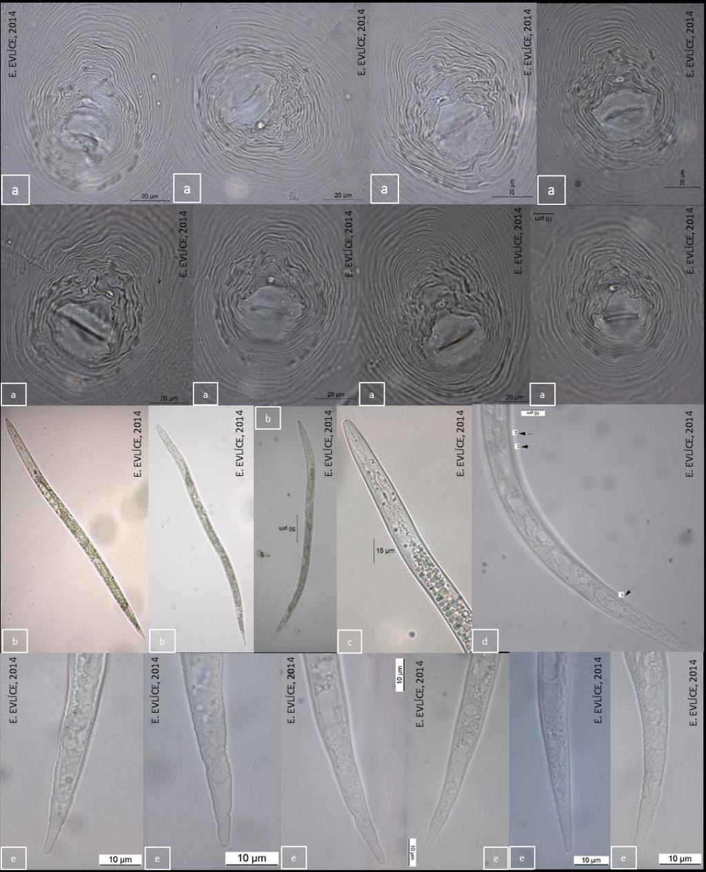 Identification of root-knot nematode species (Meloidogyne spp.) (Nemata: Meloidogynidae) in the potato fields of Central Anatolia (Turkey) using molecular and morphological methods Figure 3.