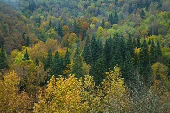 Kentlerde ısı adası etkilerinin azaltılması Vejetasyon oluşumu basit