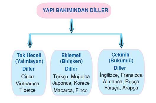 BĐÇĐM BAKIMINDAN DÜNYA DĐLLERĐ 3) Bükümlü Diller Bu dillerde çekim ve yeni bir sözcüğün türetimi sırasında kök değişikliğe uğrar.