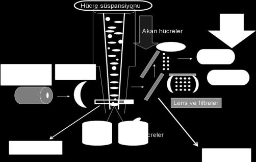 Akım Sitometrisi ile bir süspansiyon halindeki hücre ya da partiküller lazer ışığı ile aydınlatılan bir bölmeden geçirilir; hücrelerin ışığın önünden geçerken verdikleri sinyaller toplanarak analiz