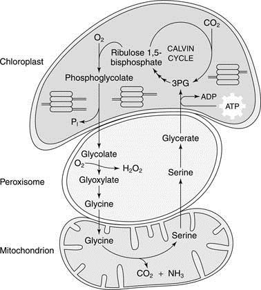 2. 2. 2. Peroksizomlar Bitki hücrelerindeki AOT lerin diğer bir kaynağının da fotorespirasyon olduğu bilinmektedir (Kozaki and Takeba, 1996).