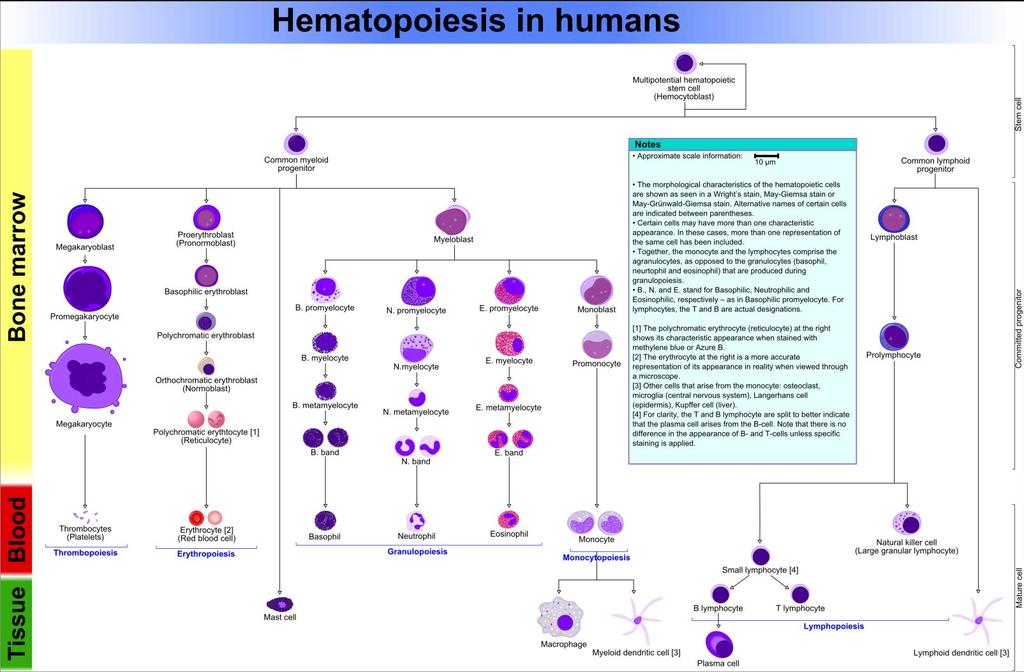 Kan hücresi yapımı (Hemopoiesis) https://www.google.com.tr/search?