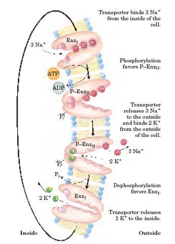 1. GİRİŞ Gülüzar ATLI Hücre içinden 3 Na + iyonu bağlanır. Enzimin fosforilasyonu gerçekleşir. 3 Na + iyonu hücre dışına salınırken, dışarıdan 2 K + iyonu bağlanır. Enzim defosforile olur.