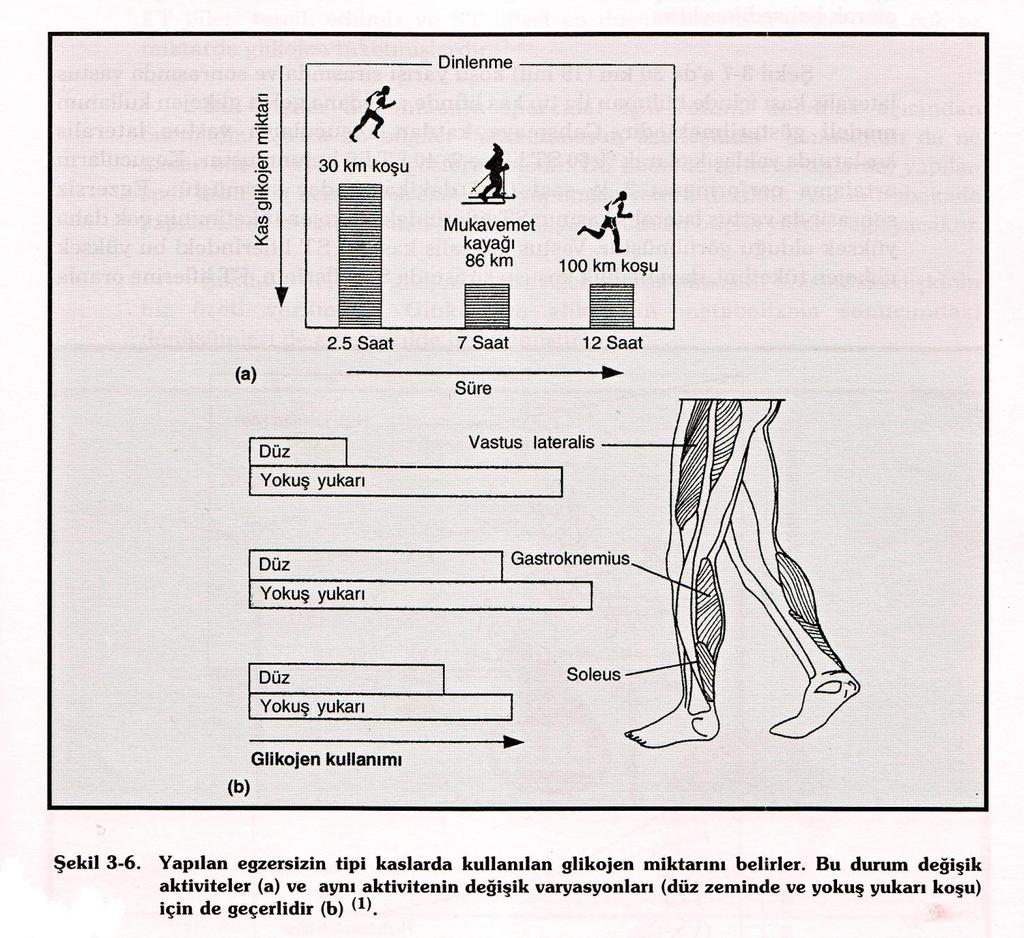 Kas Glikojeni Egzersiz sırasında kullanılan glikojen miktarı