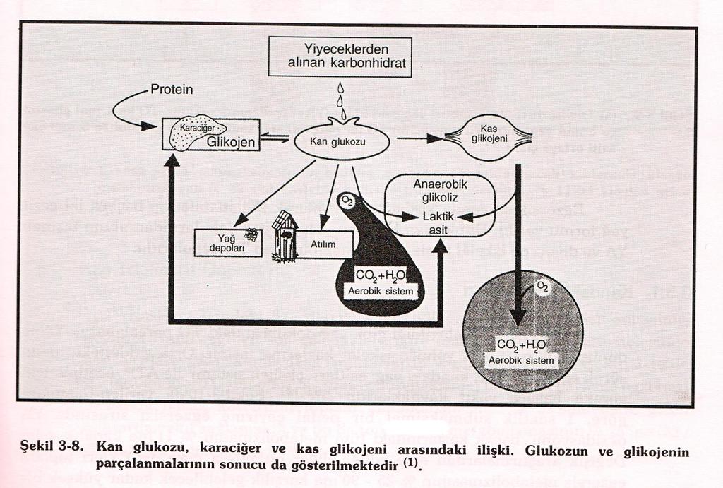 EGZERSIZ SıRASıNDA KAN GLIKOZU,