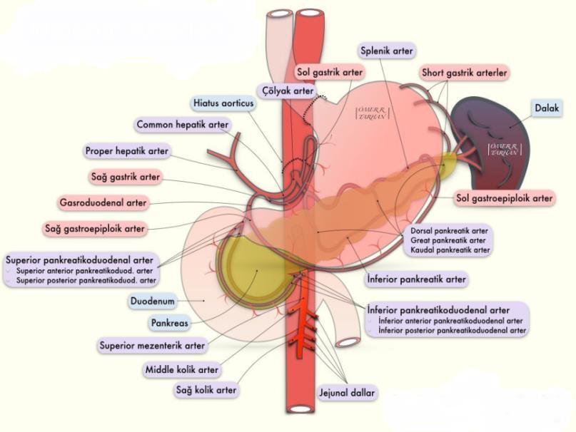 3 Mide çok iyi kanlanan bir organdır. Mide kanlanması 5 ana kaynaktan sağlanır.