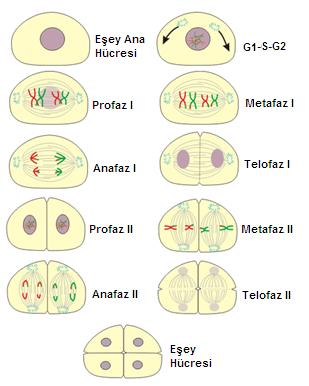 MAYOZ BÖLÜNME Mayoz-1 evreleri: Mayoz bölünme homolog kromozomların ve kardeş kromatidlerin ayrılmasını sağlayan ardışık iki bölünme bütünüdür.