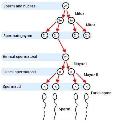 Hayvansal organizmalarda gamet ve gamet oluşumu oluşumu: a-spermatogenez:erkek bireylerde testislerde spermlerin meydana gelmesidir: Özellikleri: Testiste seminifer tüplerinde gerçekleşir Ergenlik