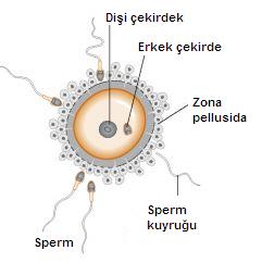 oositler ergenlik dönemine kadar profaz-1 evresinde kalırlar Ovaryumda gelişecek ovum sayısı bellidir Ergenlikle beraber periyodik olarak ortalama 28 günde bir ovum gelişir Not: Bazı hayvanlarda ovum