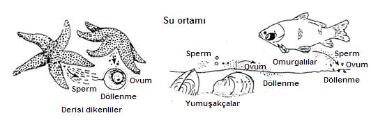 eder Sadece suda yaşayanlarda gözlenir. Döllenme olasılığını arttırmak için fazla sayıda üreme hücresi oluşturulur. Döllenen yumurtadaki embriyo gelişimini suda tamamlar.