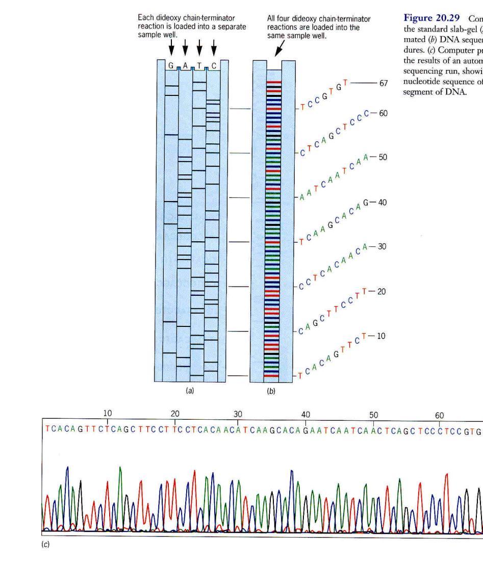 DNA