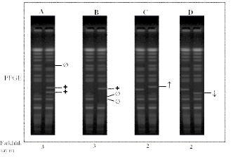 2. Genetik değişikliklerin PFGE profilleri üzerindeki etkisi: A, yeni bir restriksiyon bölgesinin