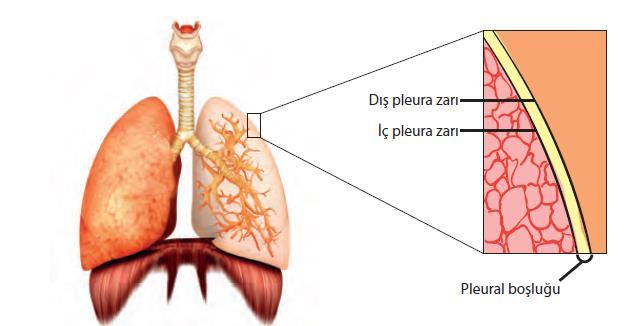 Omurgalı canlılar içerisinde alveoller sadece memelilerde bulunur. Akciğerlerimizde bulunan milyonlarca alveol 70-100 m2 lik solunum yüzey alanının ortaya çıkmasını sağlar.