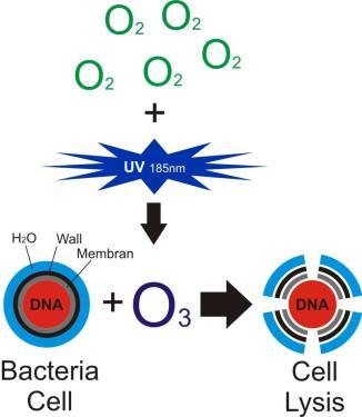 Ozon dezenfeksiyonu neler olur? 185nm dalgaboylu UV-C ışıması O2 (oksijen) i O3 (ozon) a dönüştürür.