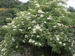 Sambucus