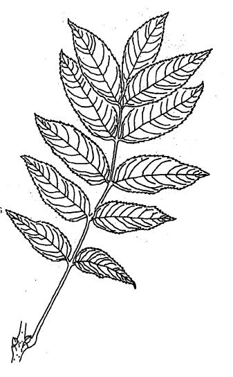 Fraxinus