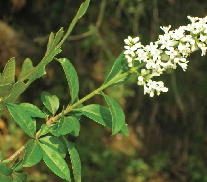 Ligustrum