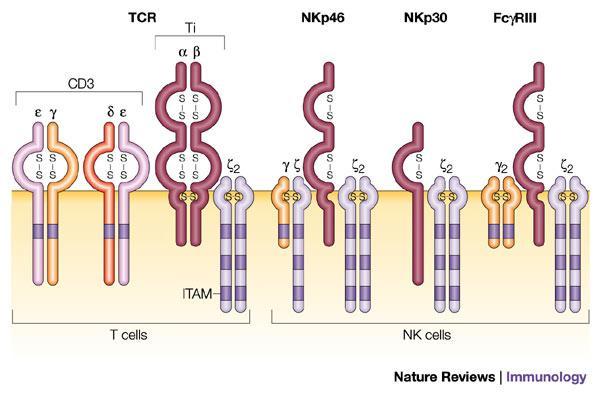 he C/CD3 antigen receptor complex