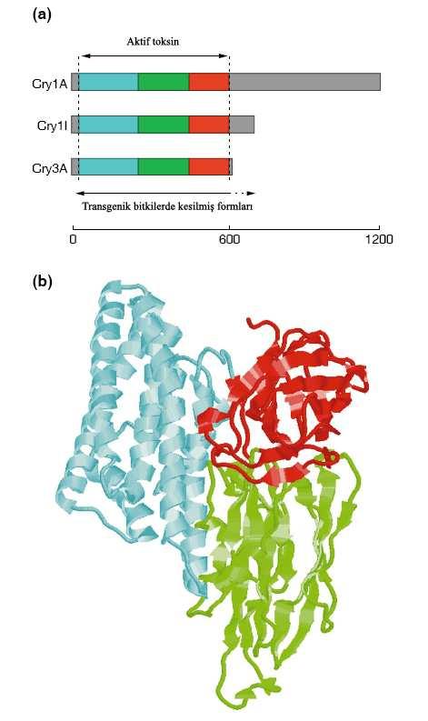 III I II Şekil 2.1 Bacillus thuringiensis delta-endotoksinlerinin (Cry protein) primer ve üç boyutlu yapısı (Grochulski 1995, De Maagd et al. 1999) a) Bazı Bt delta-endotoksinlerinin primer yapısı.