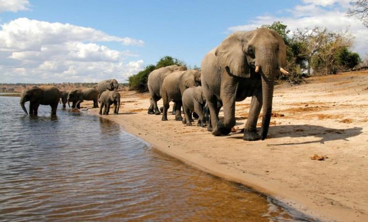 9.Gün 31 Ağustos 2017 Perşembe : Botsvana Chobe Milli Parkı Sabah erken saatte kalkıyor ve atıştırmalık kahvaltının ardından kara safarisine