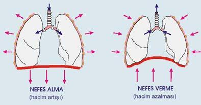 kese yapılarını oluşturur. Bu yapısal özelliği ile akciğer yapısı gaz alışverişi için oldukça geniş bir yüzey alanı yaratmış olur ki bu alan yetişkin bireyin akciğerinde yaklaşık olarak 25 m 2 dir.
