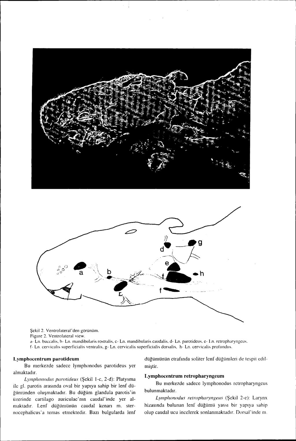 Şckil 2. Vcntrolateral'den görünüm. Figure 2. Ventrolatcral vicw. a- Ln. buccalis, h- Ln. ınandibularis rostralis, c- Ln. ınandibularis caudalis. d- Ln. parotidcus. c- Ln. rctropharyngcus.