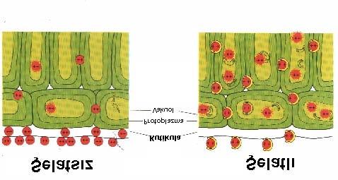 Potasyum Klor Bakır Magnezyum Sodyum Kükürt Demir Kalsiyum Molibden.Alınış hızı yukardan aşağı doğru azalmaktadır. Şekil 13.