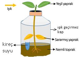 24. Son yıllarda gelişen teknoloji ile birlikte biyoteknoloji de gelişmiş, çeşitli alanlarda çalışmalar yapılmıştır.